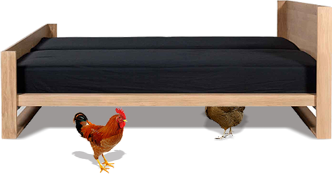 chicken-under-bed
