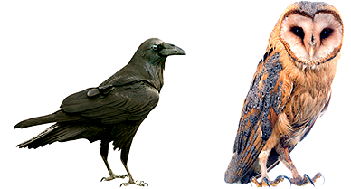 owl-and-raven